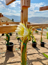 California Grown Dragonfruit Cuttings - Sugar Dragon Variety