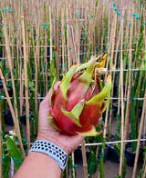 Halley's Comet dragon fruit at the farm
