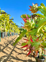 California Grown Dragonfruit Cuttings - Robles Red Variety