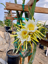 California Grown Dragonfruit Cuttings - Red Leonardo Variety