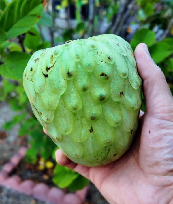 5 lb Cherimoya Sampler Box