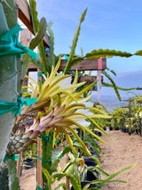 California Grown Dragonfruit Cuttings - Red Leonardo Variety