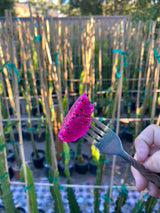 California Grown Dragonfruit Cuttings - Sugar Dragon Variety