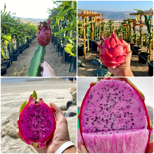Oceanside Dragon Fruit