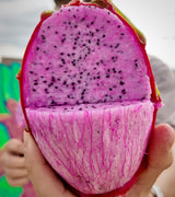 Physical Graffiti dragon fruit cut open, vivid pink flesh