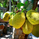 Premium Freeze-Dried Jackfruit