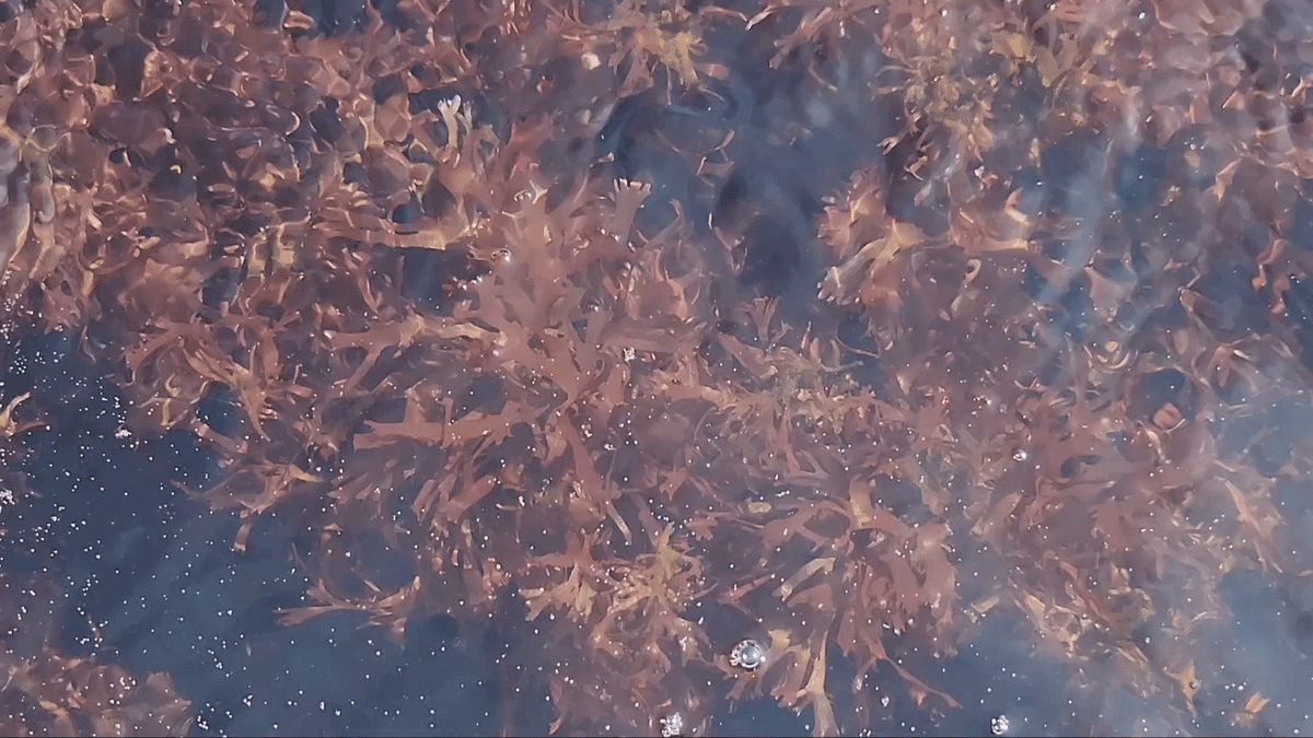 Exploring Dulse
