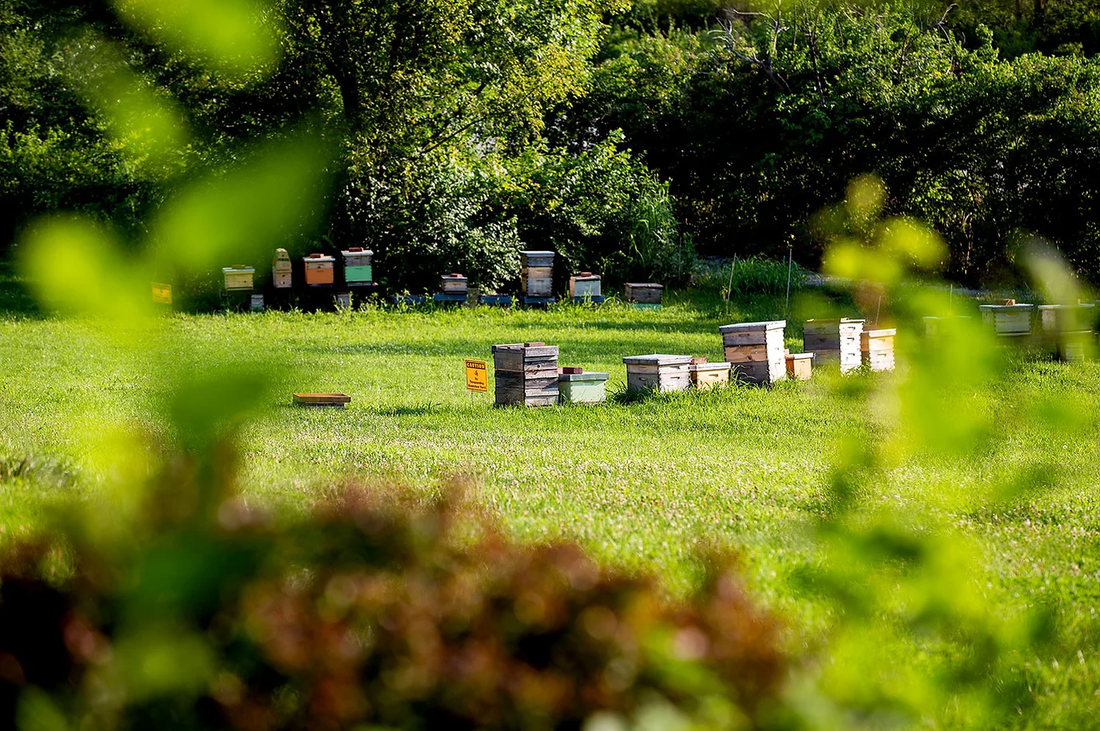 Messner Bee Farm