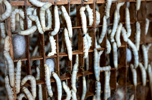 Insect Farming; A New Frontier