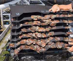 Inside Big Island Abalone