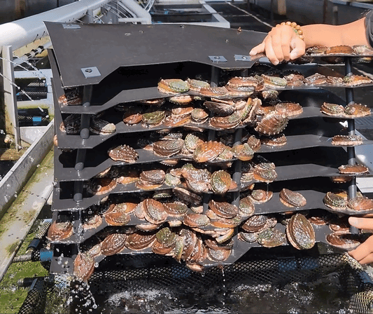 Inside Big Island Abalone