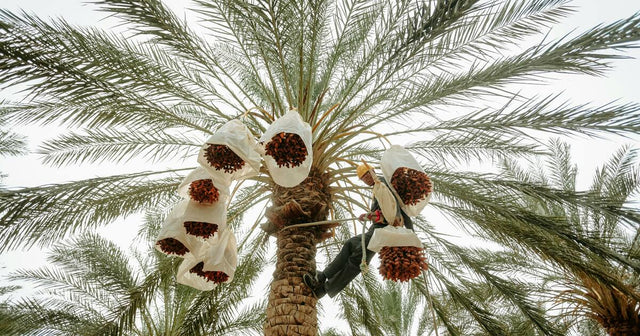 Crops Best Grown in a Desert Environment
