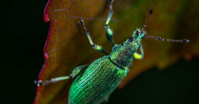 Top Biosecurity Threats for Farmers in 2024
