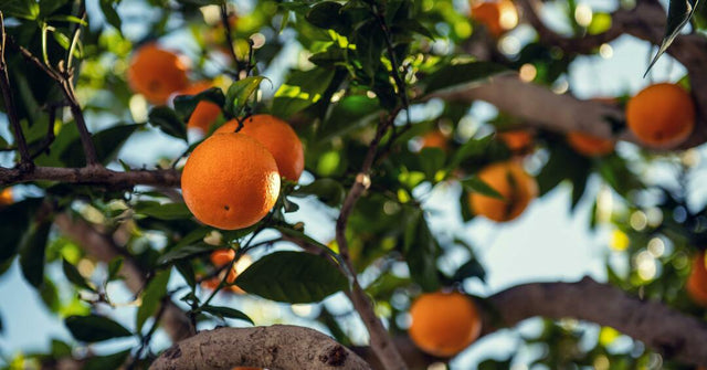 Diversifying in the Face of Quarantine