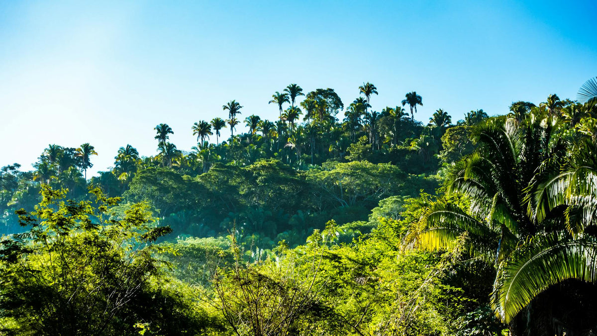 Shade-Grown Crops: Boosting Biodiversity and Your Bottom Line