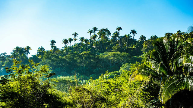 Shade-Grown Crops: Boosting Biodiversity and Your Bottom Line
