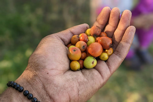 Why Jujubes Are Good for Your Health and Sleep