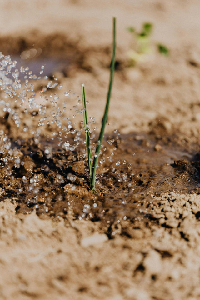 The Benefits of Drip Irrigation: Boosting Efficiency and Yields on Your Farm