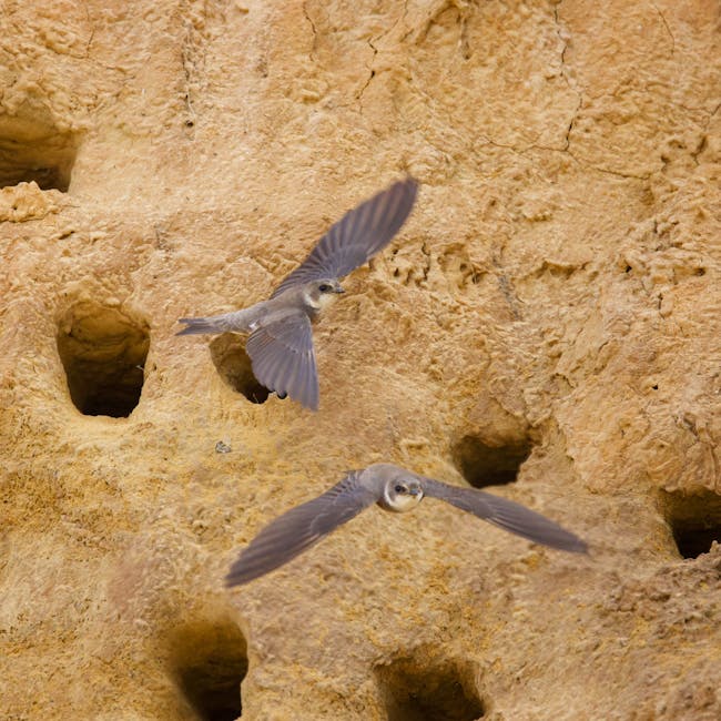 Two cliff swallows in flight near their nests on a rocky wall.
