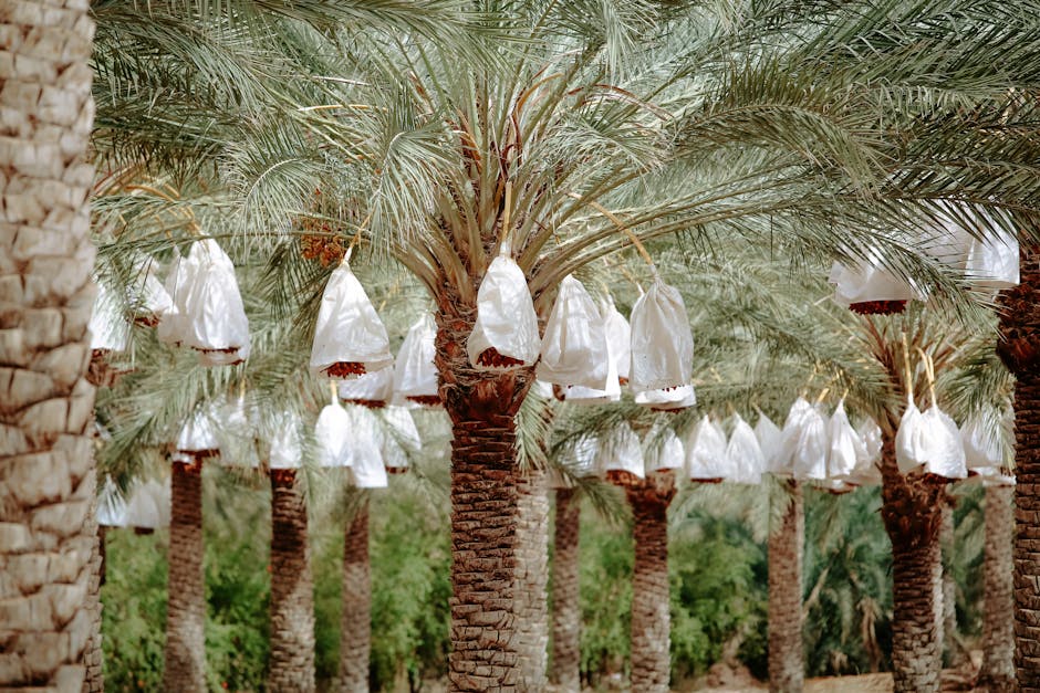 Lush date palm plantation in Biskra, Algeria, showcasing hanging fruit bags in sunlight.
