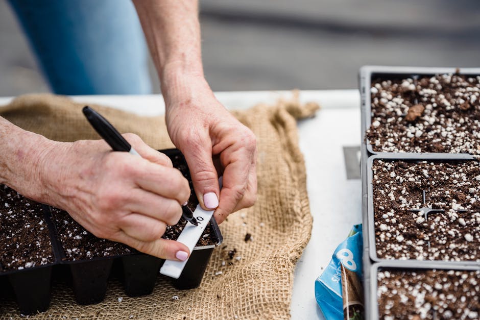 Close-up of gardener's hands labeling a seedling tray with soil, preparing for planting.