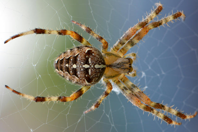 Enhancing Biosecurity on Your Farm