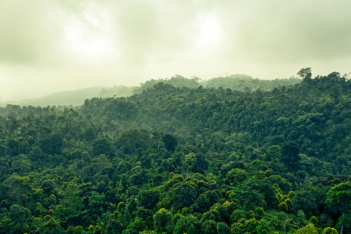 How Agroforestry Enhances Farm Sustainability and Increases Your Market Value
