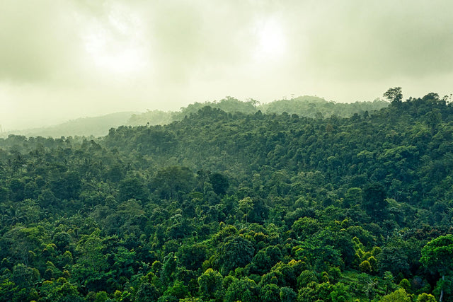 How Agroforestry Enhances Farm Sustainability and Increases Your Market Value