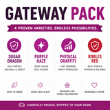 California Grown Dragonfruit Cuttings - Gateway Pack (4 Varieties)