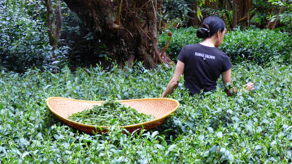 Hawaii Grown White Tea – Forest Grown Aloha Aina Tea in Paper Filter Bags (1 oz)