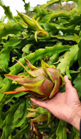 La Verne Red dragon fruit on the vine