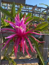 California Grown Dragonfruit Cuttings - Kathy Van Arum Variety