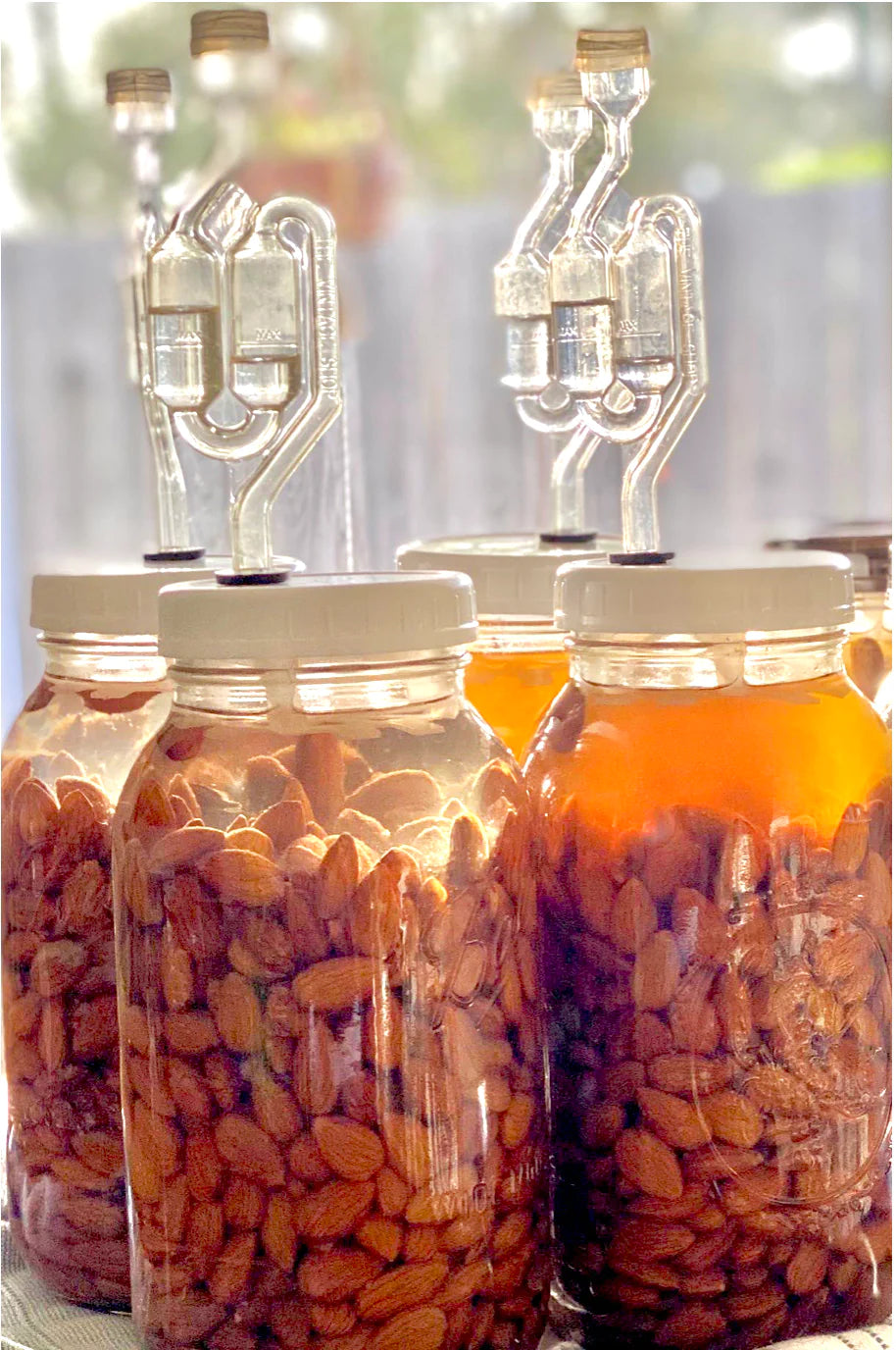 GUT NUTS: FERMENTED ALMONDS