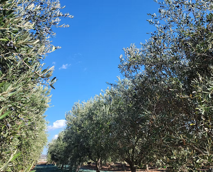 Organic Basil Olive Oil - Single Bottle 250ml - 2025 Harvest