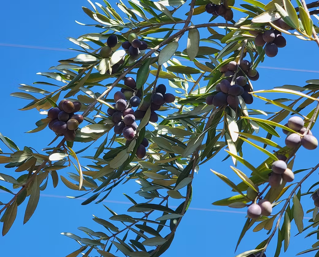 Organic Basil Olive Oil - Single Bottle 250ml - 2025 Harvest