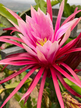 California Grown Dragonfruit Cuttings - Asunta 5 *Paco* Variety