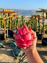 Robles Red dragon fruit at the farm
