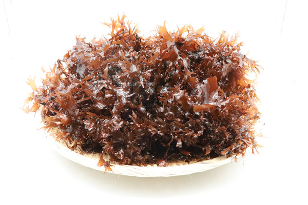 Fresh Dulse Sea Vegetable - Hawaiian Deep Sea | 1 lb