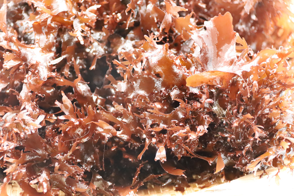 Fresh Dulse Sea Vegetable - Hawaiian Deep Sea | 1 lb