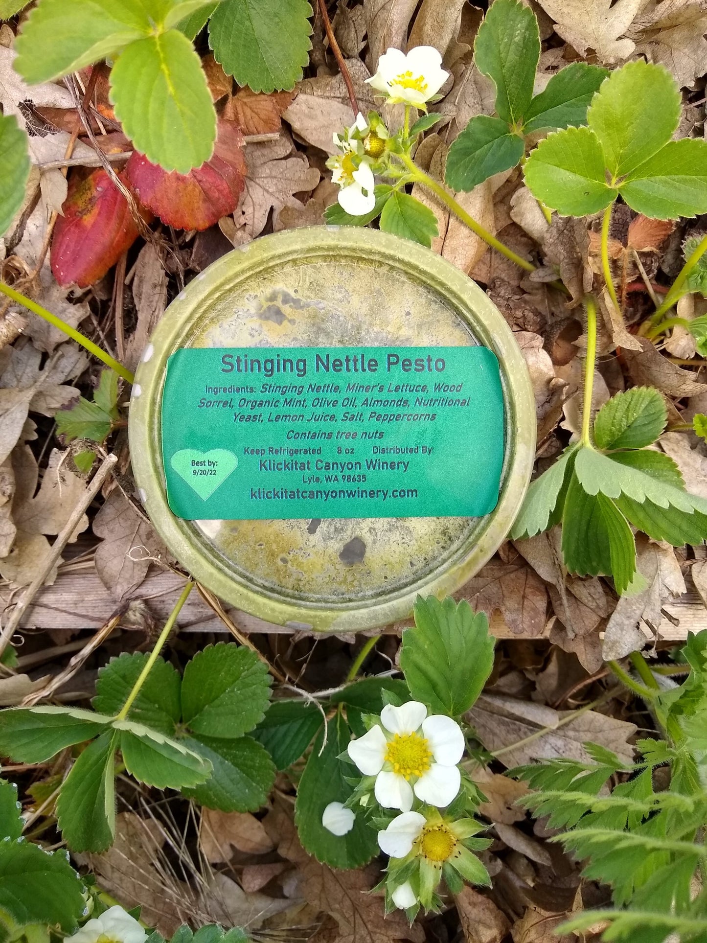 Wild Foraged Stinging Nettle Pesto – Vegan, Nut-Free, Spring Seasonal Spread