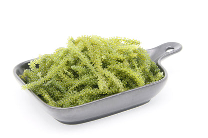 Fresh Hawaiian Sea Grapes (0.5LB)