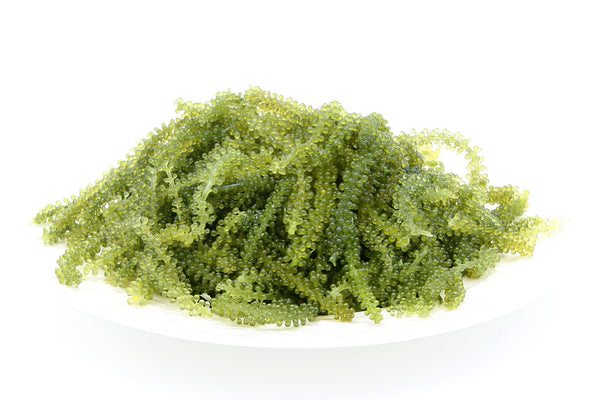 Fresh Hawaiian Sea Grapes (0.5LB)