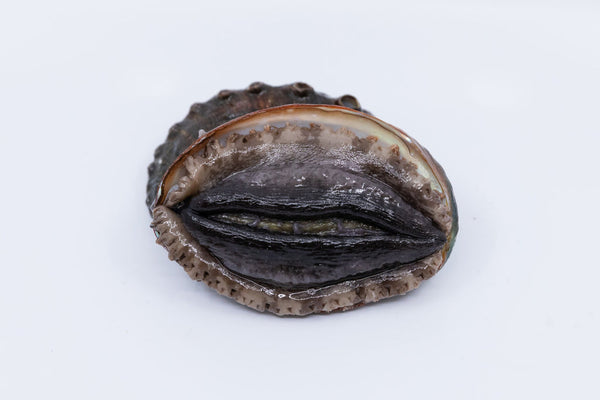 Kona Japanese Abalone Size Premium (Average 120g), 1PC
