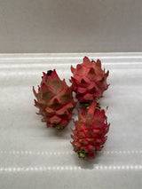 California Grown Dragonfruit Cuttings - Desert King Variety