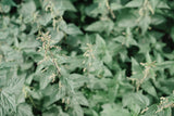 Wild Foraged Stinging Nettle Pesto – Vegan, Nut-Free, Spring Seasonal Spread