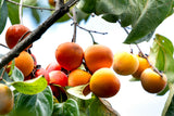 Organic Fuyu Persimmons – Fresh California-Grown (Leprendo Partner Farm)