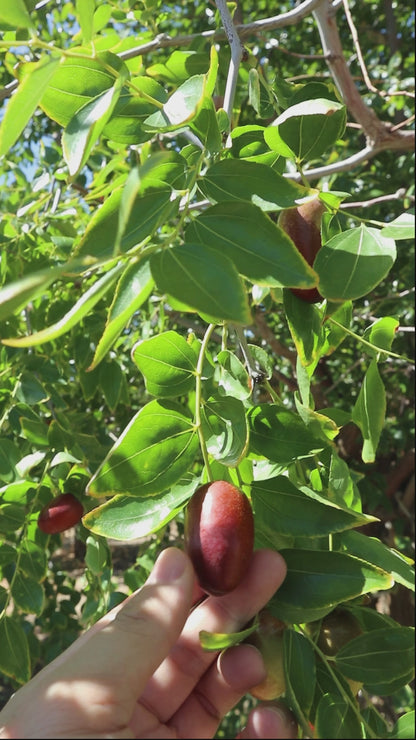 [OUT-OF-SEASON] Organic FRESH Li Jujubes from California - From the Farm to your Table