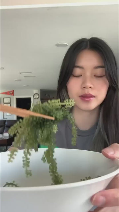 Sea Grapes From Japan - Green Caviar (40g dehydrated makes 100g)