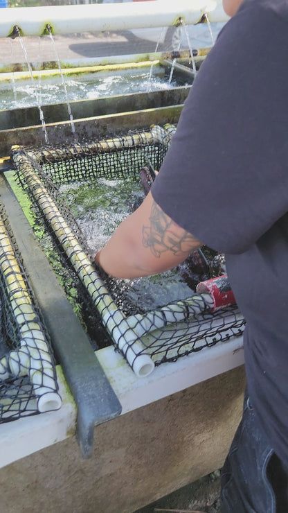 Kona Japanese Abalone Size Premium (Average 120g), 1PC