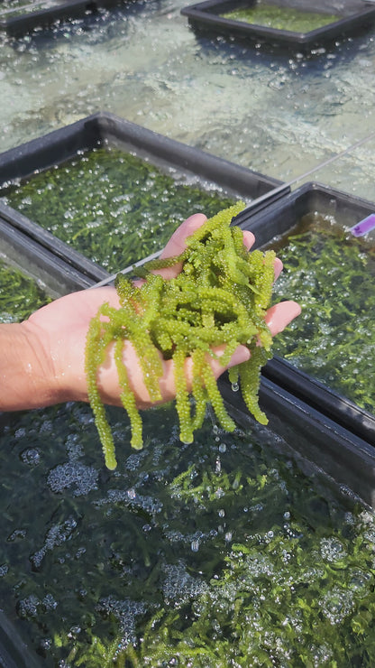 Fresh Hawaiian Sea Grapes (0.5LB)